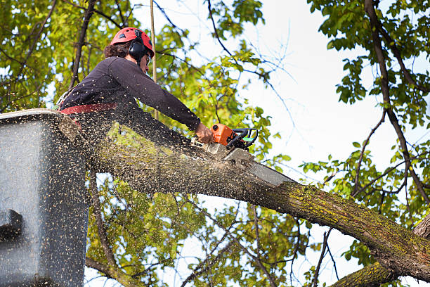 Best Tree Disease Treatment  in Aquebogue, NY